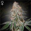HighCloudZ green house seeds