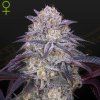 Kings Juice Auto green house seeds