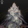 Lemon Orange green house seeds