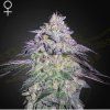 Nori Cake Green House Seeds