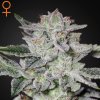 Sweet Valley Kush Green House Seeds