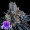 Gigabrain Auto Anesia Seeds (Počet kusů 5 semen)
