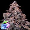Mangosteen Glitch Auto Anesia Seeds (Počet kusů 5 semen)