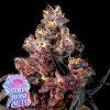 Soda Rose Auto Anesia Seeds (Počet kusů 5 semen)