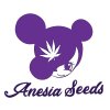 Auto Nova OG Anesia Seeds (Počet kusů 10 semen)