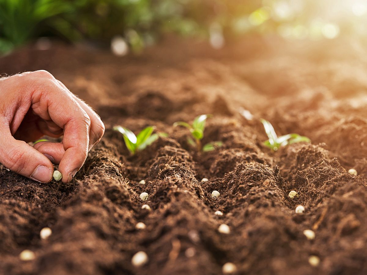 Počet semen v 1 gram