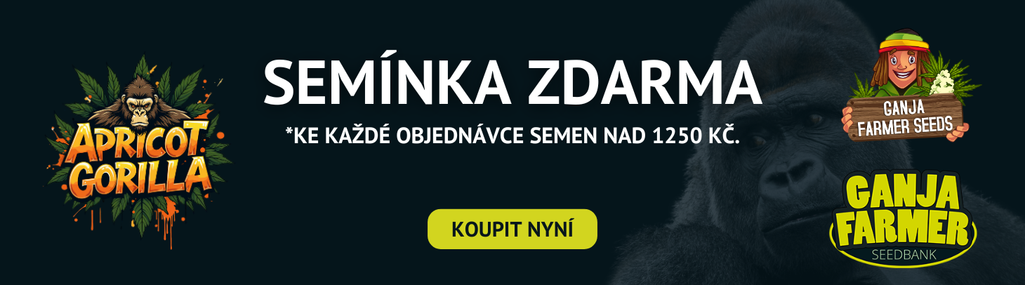 skywalker og gelato auto