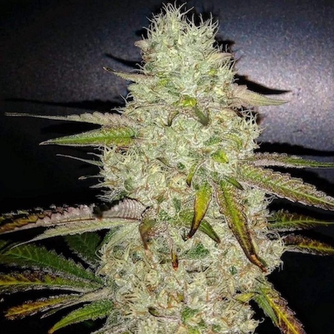 ToastedR1_2semenacannabis_cz