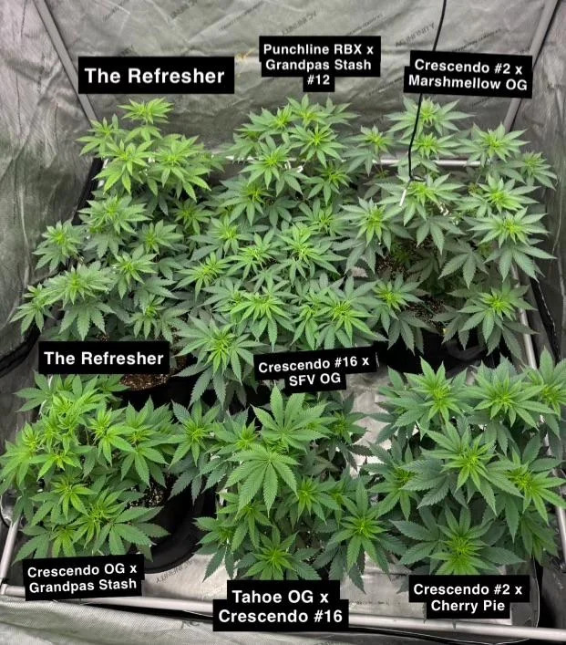 ethos-crescendo-multipack-semenacannabis_cz