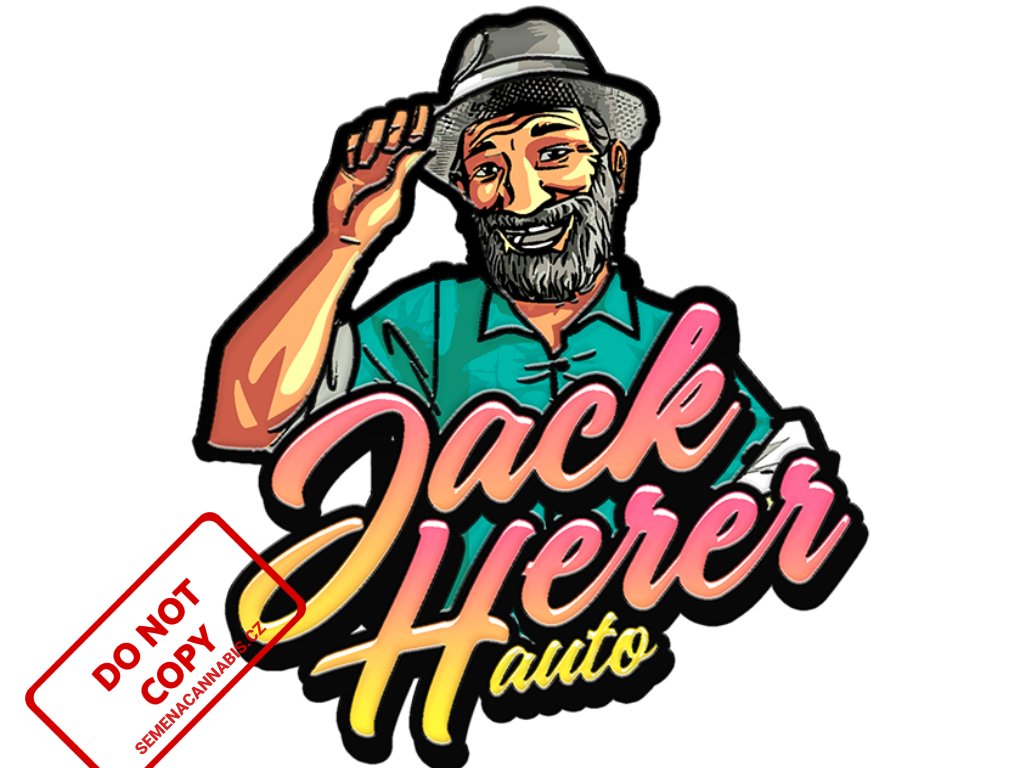 Original AUTO Jack Herer | Fast Buds