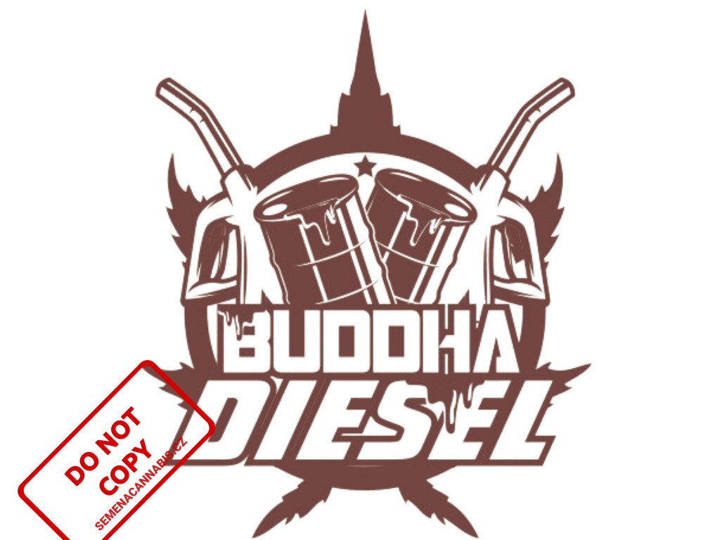Diesel | Buddha Seeds ((Ks) Feminized 1)