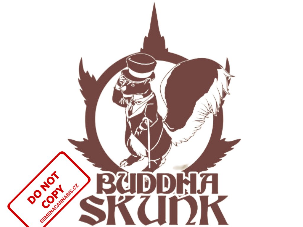 Skunk | Buddha Seeds ((Ks) Feminized 1)
