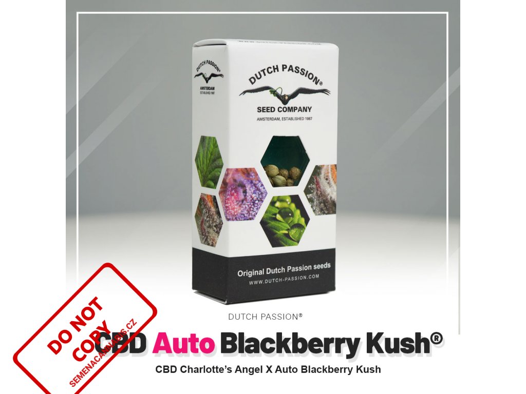 Blackberry Kush® AUTO CBD | Dutch Passion