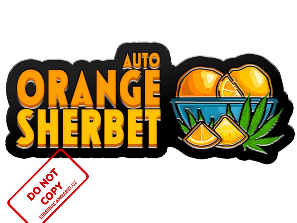 Orange Sherbet AUTO | Fast Buds