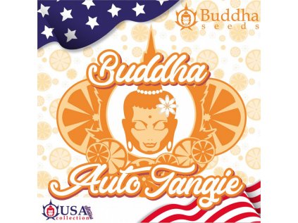 Tangie AUTO | Buddha Seeds