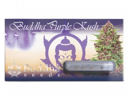 Purple Kush | Buddha Seeds