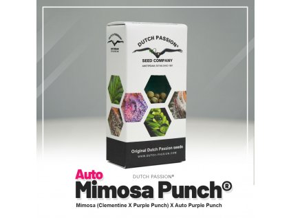 Mimosa Punch® AUTO | Dutch Passion