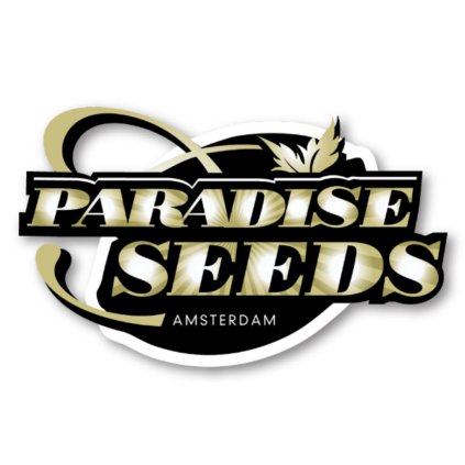 Maria 2 AUTO Auto – samonakvétací semena | Paradise Seeds