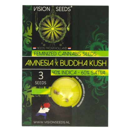 Amnesia X Buddha Kush – feminizovaná semena | Vision Seeds