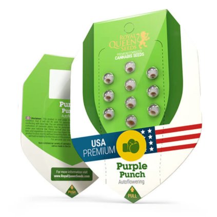 Purple Punch AUTO Auto – samonakvétací semena | Royal Queen Seeds