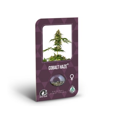 Cobalt Haze – feminizovaná semena | Sensi Seeds