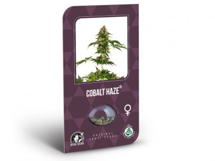 Cobalt Haze | Sensi Seeds