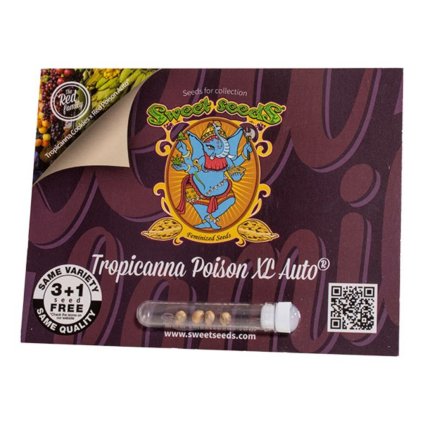 Tropicanna Poison XL AUTO Auto – samonakvétací semena | Sweet Seeds