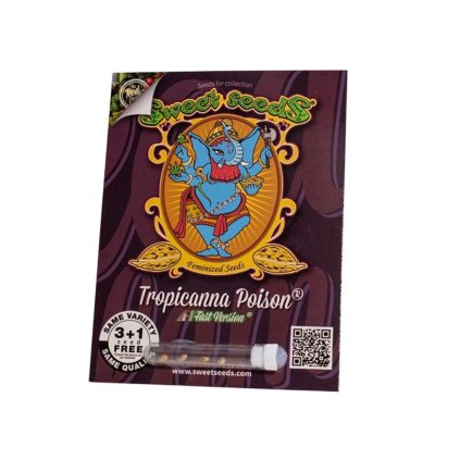 Tropicanna Poison F1 FAST – rychlekvetoucí semena | Sweet Seeds