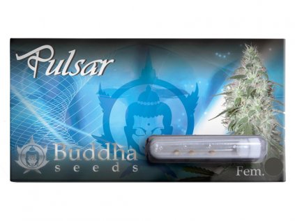 Pulsar | Buddha Seeds