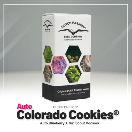 Colorado Cookies® AUTO Auto – samonakvétací semena | Dutch Passion