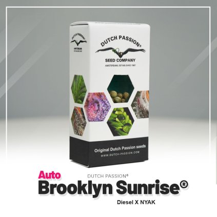 Brooklyn Sunrise® AUTO Auto – samonakvétací semena | Dutch Passion