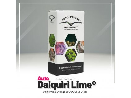 Daiquiri Lime® AUTO | Dutch Passion