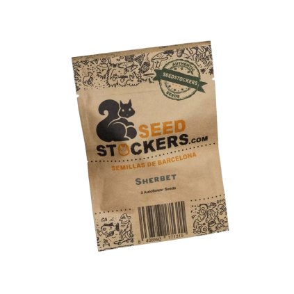 Sherbet AUTO | Seedstockers ((Ks) Feminized 1)