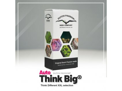 Think Big® AUTO | Dutch Passion