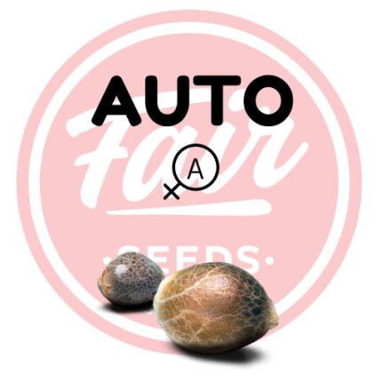 auto fair seeds