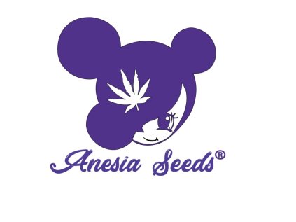 Sticky Boof | Anesia Seeds