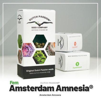 VÝPRODEJ – feminizovaná semena | Amsterdam Amnesia® | Dutch Passion