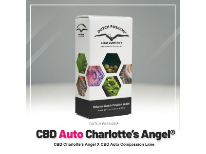 VÝPRODEJ | Charlottes Angel AUTO CBD | Dutch Passion