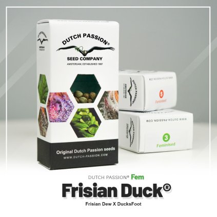 VÝPRODEJ – feminizovaná semena | Frisian Duck® | Dutch Passion