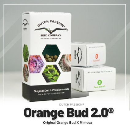 Orange Bud 2 Dutch Passion semenacannabis_czny