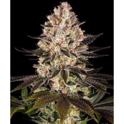 hindu kush strain semenacannabis cz