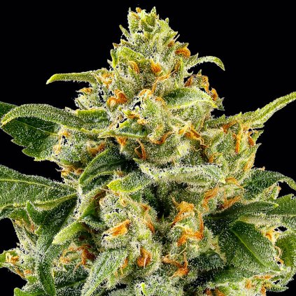 skunk 1 strain semenacannabis cz