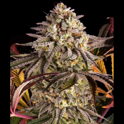 blue sunset sherbert feminizovana semena semenacannabis cz 1024x1024