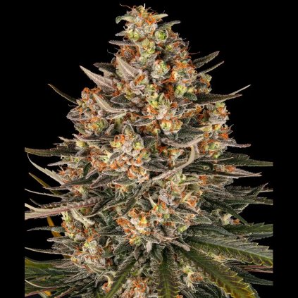 lemon drizzle 1024x1024