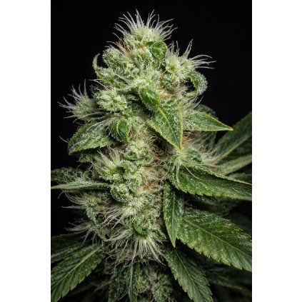 FEM MAZARi ABUSEEDS semenacannabis