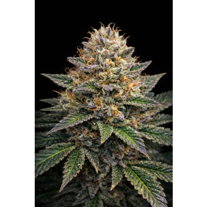 AUTO CREAM CARAMEL ABUSEEDS semenacannabis
