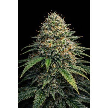 AUTO Ghost Train ABUSEEDS semenacannabis