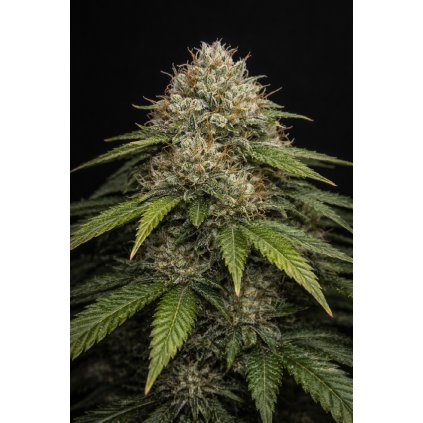 AUTO HINDU KUSH ABUSEEDS semenacannabis