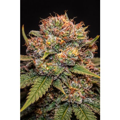 AUTO fruity pebbles ABUSEEDS semenacannabis