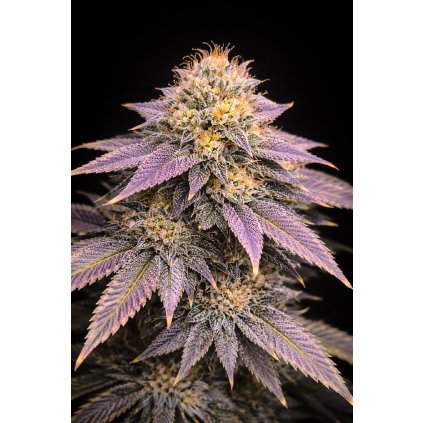 FAST Ghost OG ABUSEEDS semenacannabis